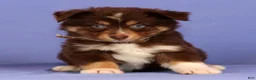 Miniature Australian Shepherd dogs for sale: Jolene - Ad 1