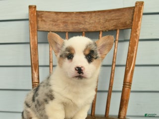 Welsh Corgi Pembroke dogs Sarge - Ad 33