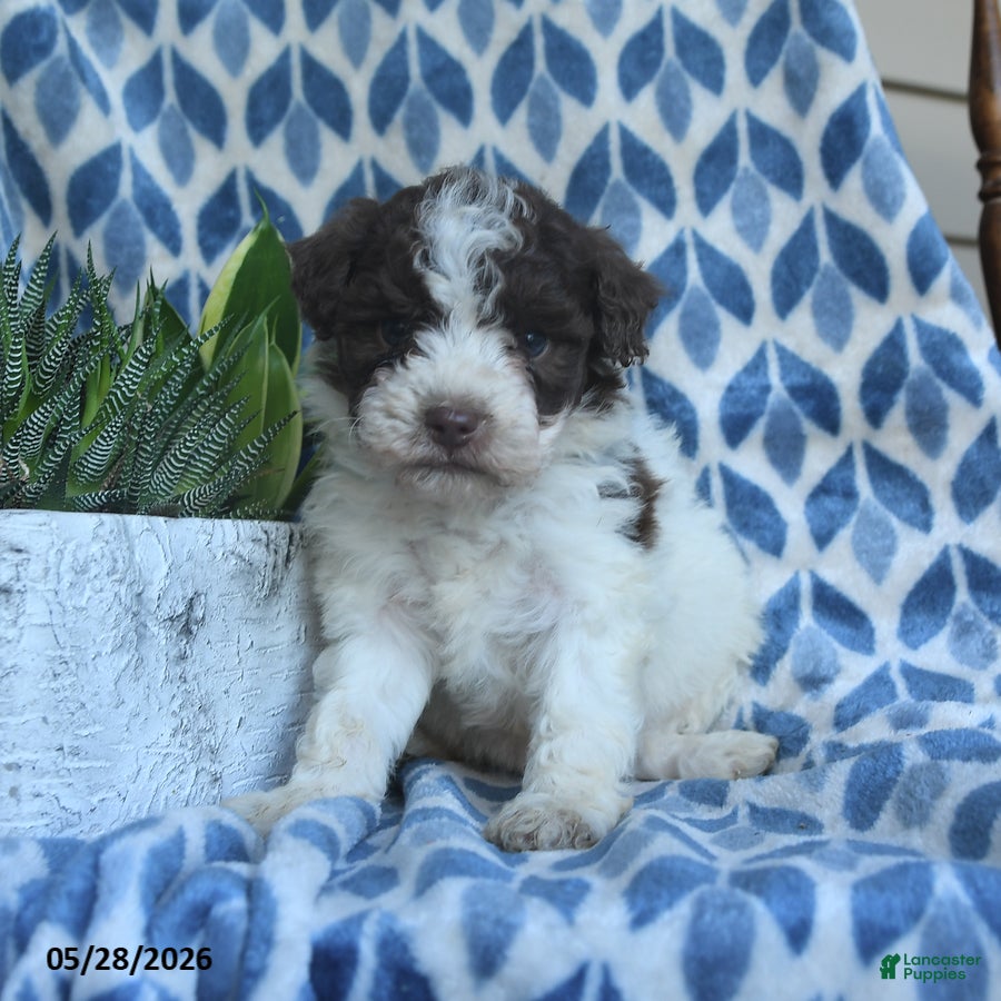 Labradoodle dogs Zuri - Ad 1