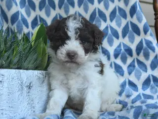 Labradoodle dogs for sale: Zuri - Ad 1