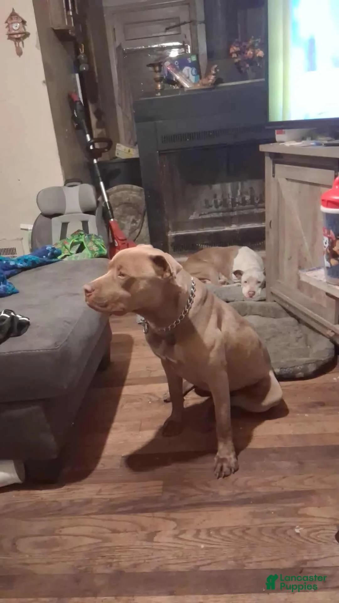 Mixed Breed dogs for sale: Mixed Breed 2 - Ad 3