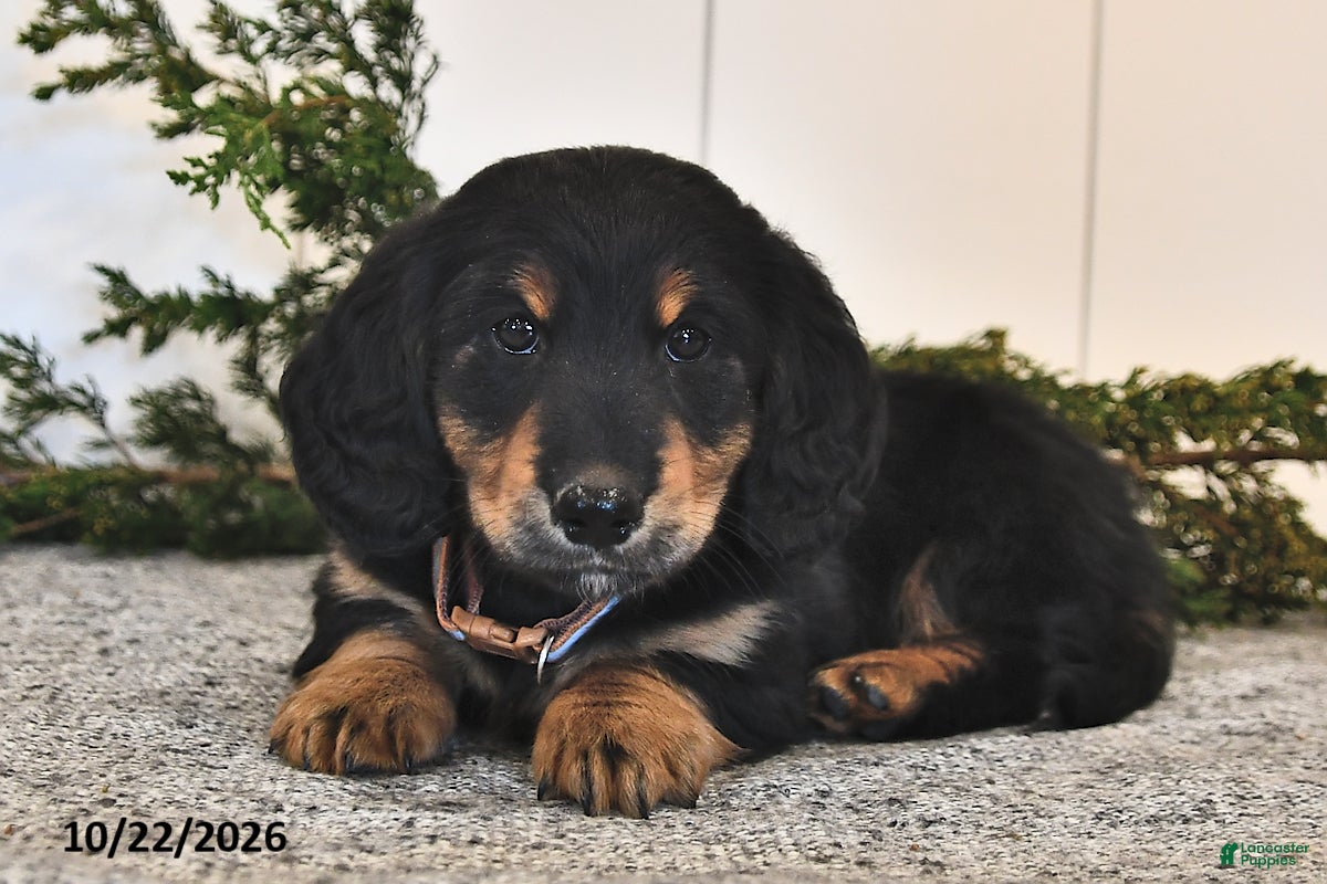 Miniature Dachshund dogs for sale: Friendly - Ad 1
