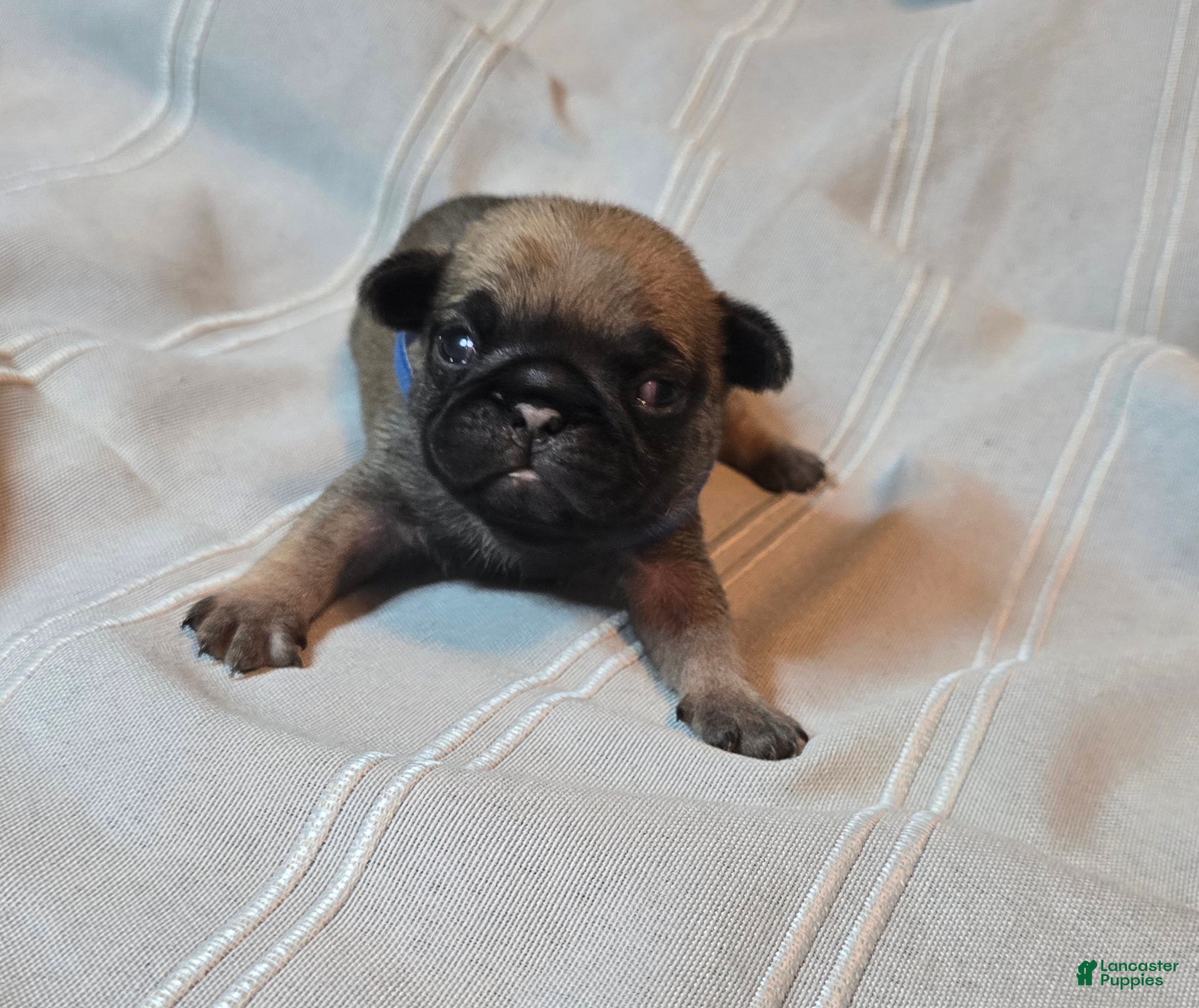 Pug dogs Freddie - Ad 1