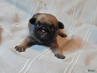 Pug dogs Freddie - Ad 38