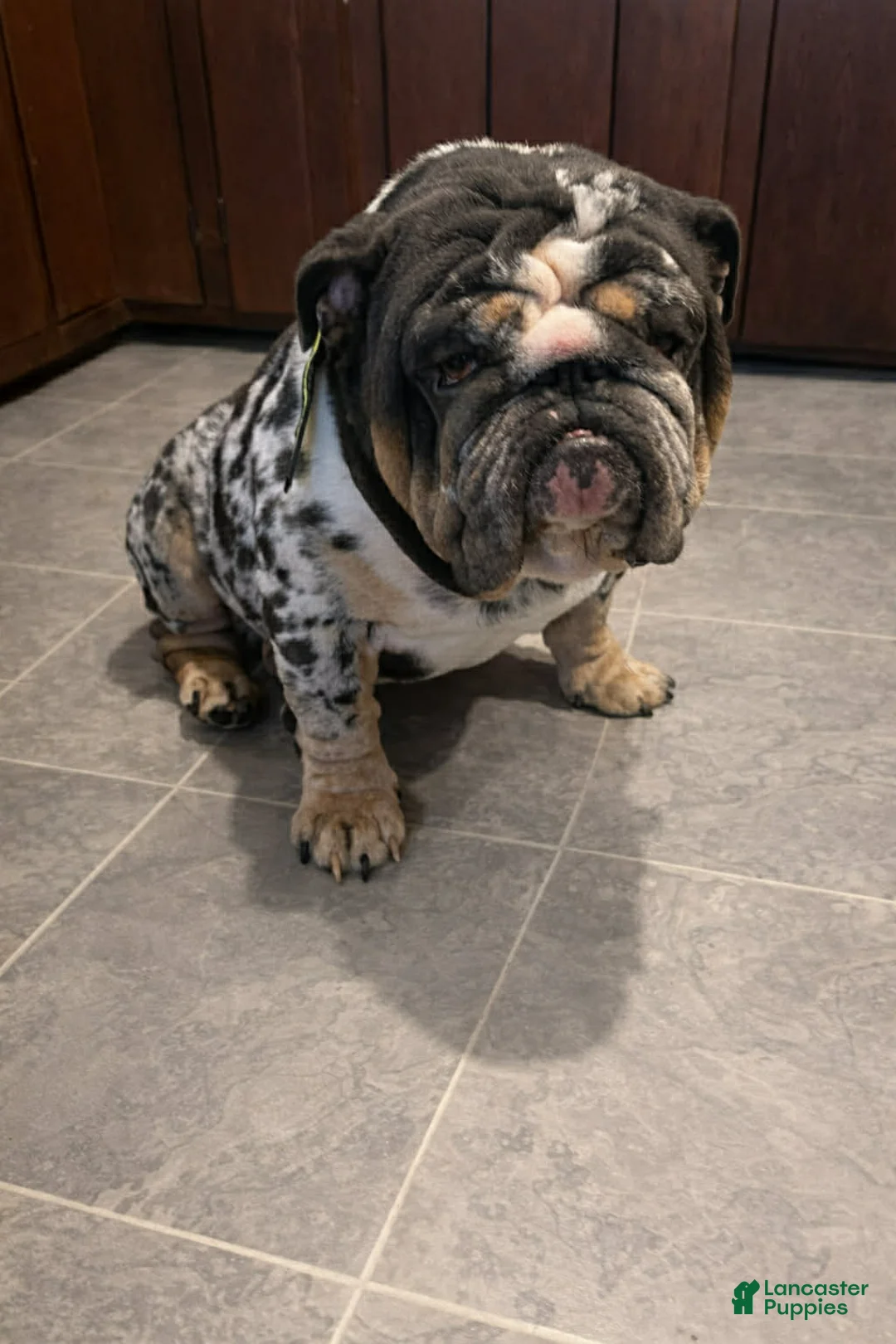 English Bulldog dogs for stud: Monty  - Ad 6