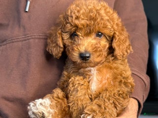 Mini Goldendoodle dogs - Ad 19