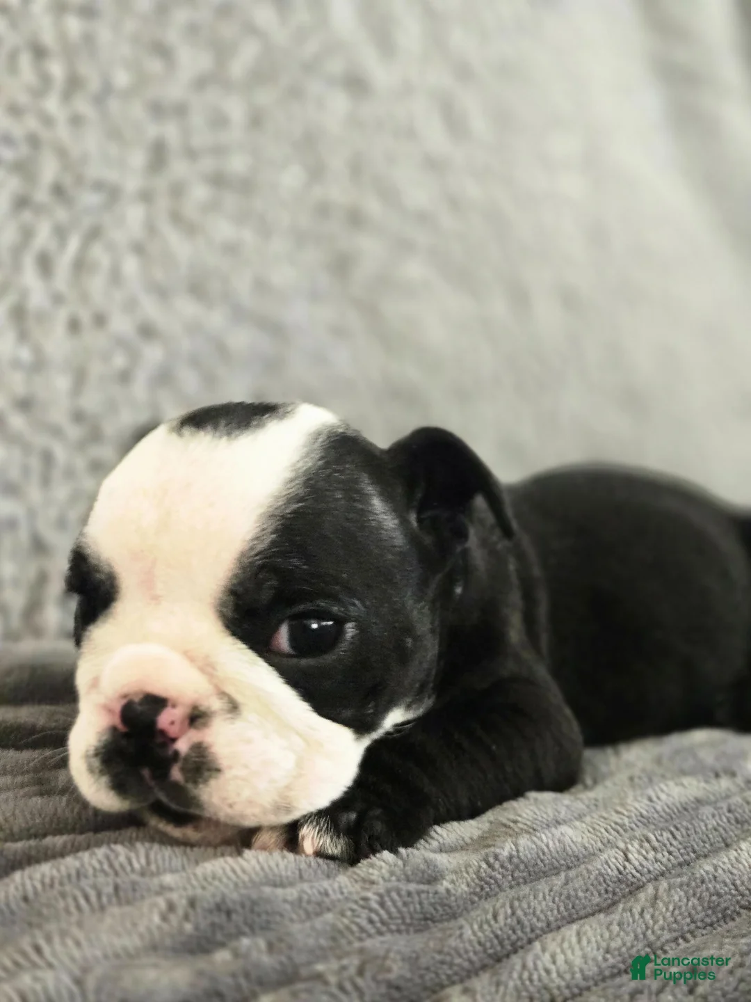 English Bulldog dogs for sale: Josie - Ad 7
