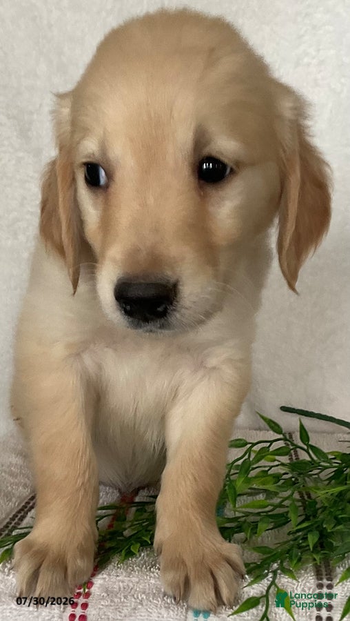 Golden Retriever dogs Rover - Ad 2