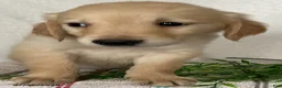 Golden Retriever dogs for sale: Rover - Ad 2