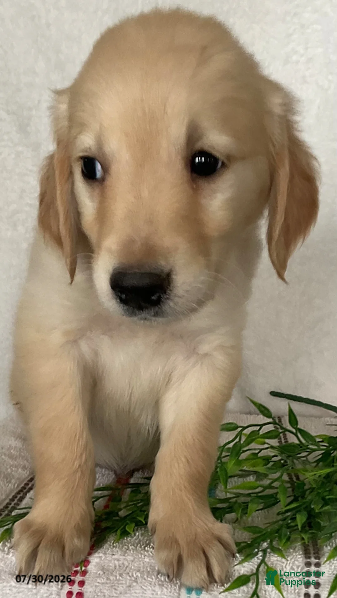 Golden Retriever dogs for sale: Rover - Ad 2