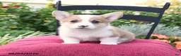 Welsh Corgi Pembroke dogs for sale: Kerrick - Ad 2
