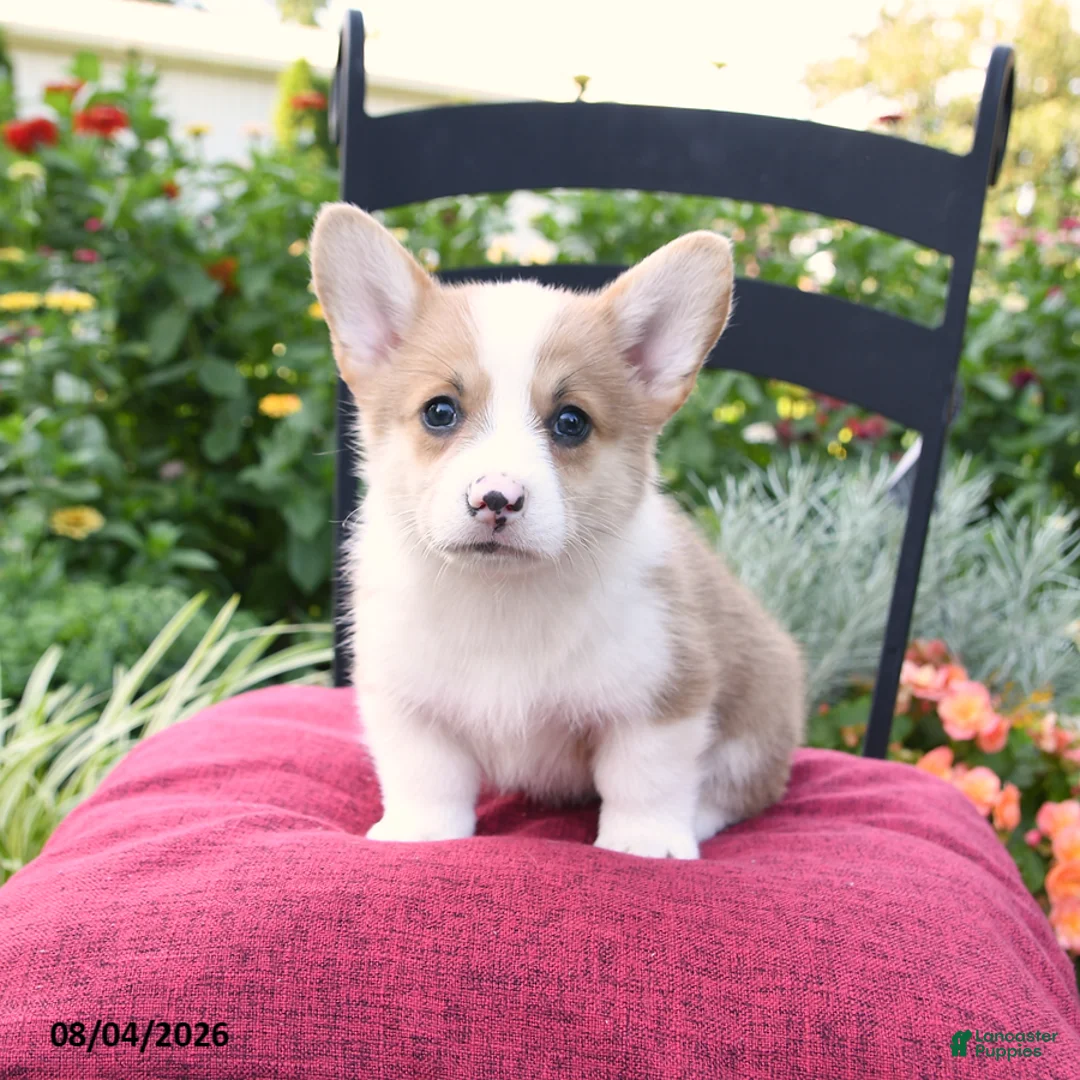 Welsh Corgi Pembroke dogs for sale: Kerrick - Ad 2