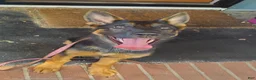 German Shepherd dogs for sale: German Shepherd 1 - Ad 2