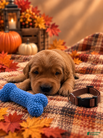 Golden Retriever dogs Maverick - Brown Collar - Ad 5