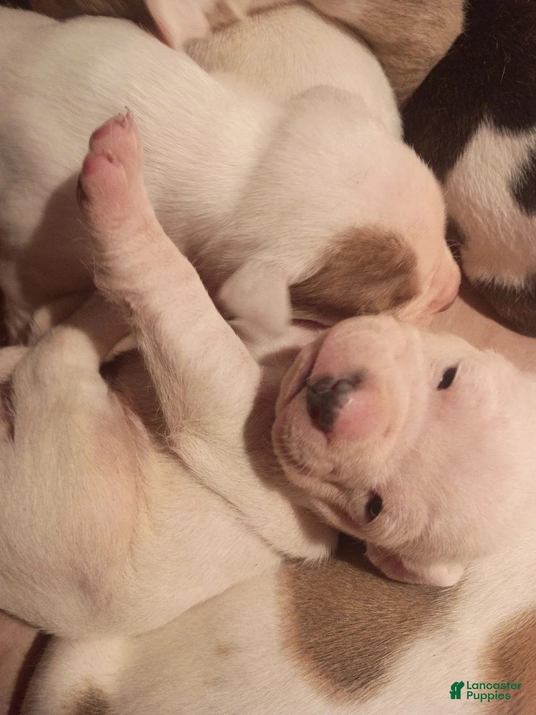 American Staffordshire Terrier dogs for sale: American Staffordshire Terrier Puppy 6 - Ad 16