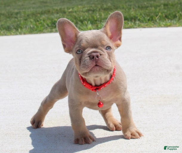 Gallery Image {{count}}