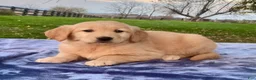 Golden Retriever dogs for sale: Maggie - Ad 2