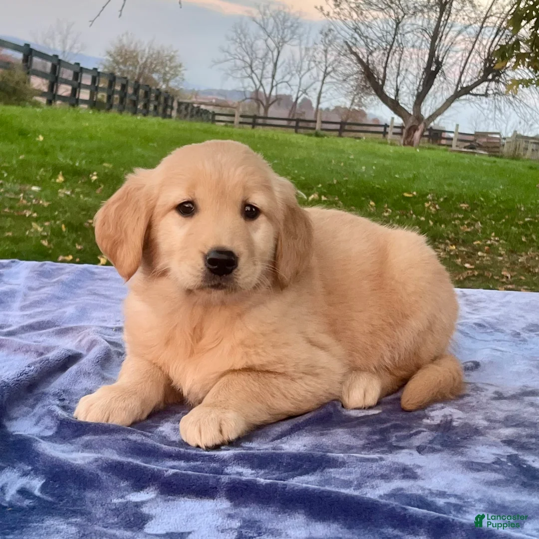 Golden Retriever dogs for sale: Maggie - Ad 2