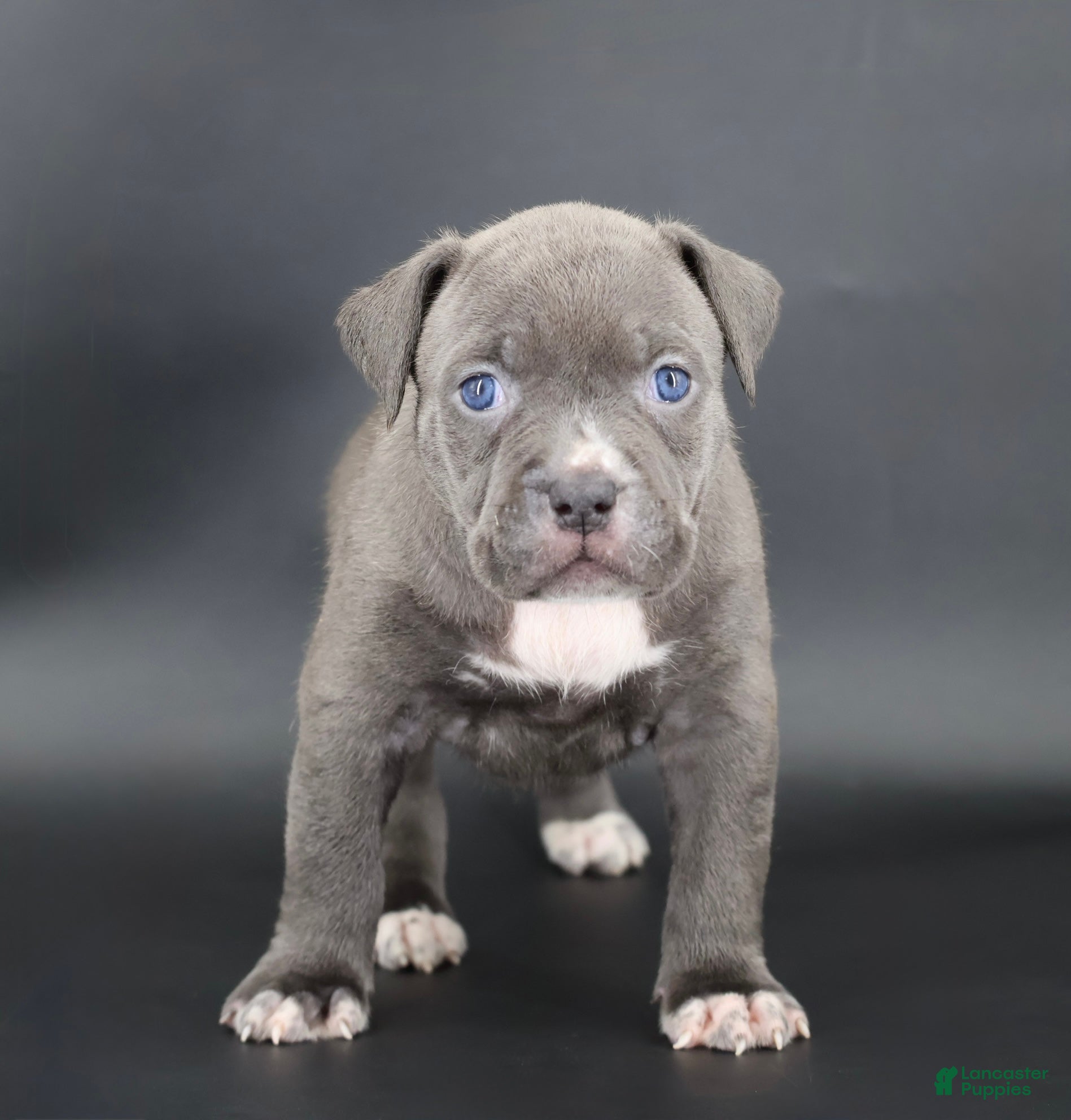 American Bully dogs Duchess - Ad 1