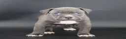 American Bully dogs for sale: Empress - Ad 13