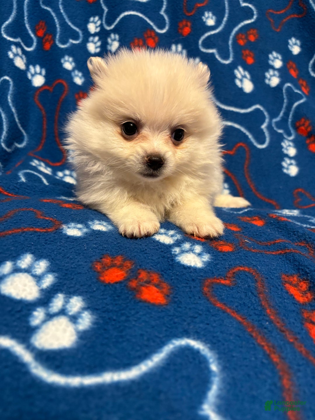 Pomeranian dogs for sale: Pomeranian Puppy 1 - Ad 2