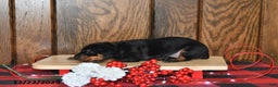 Miniature Pinscher dogs for sale: Archie - Ad 4