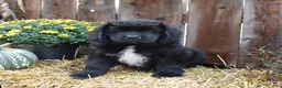 Newfoundland dogs for sale: Milky Way - Ad 4