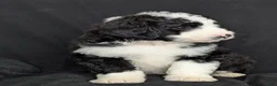 Bernedoodle dogs for sale: Cali - Ad 5