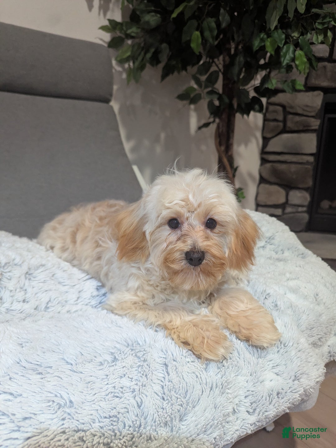 Havapoo dogs for sale: Biscuit  - Ad 7