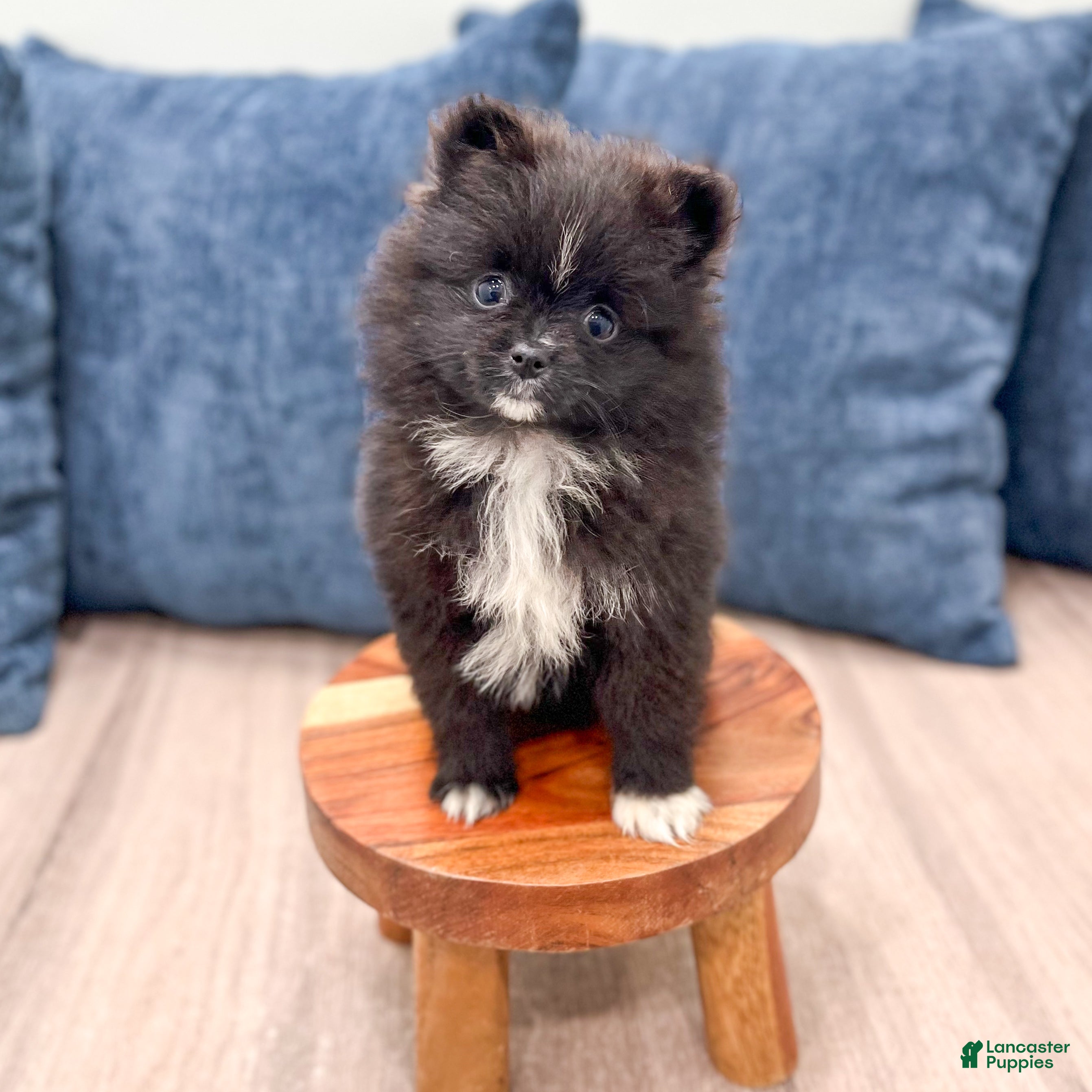 Pomeranian dogs Shadow - Ad 2