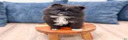 Pomeranian dogs for sale: Shadow - Ad 2