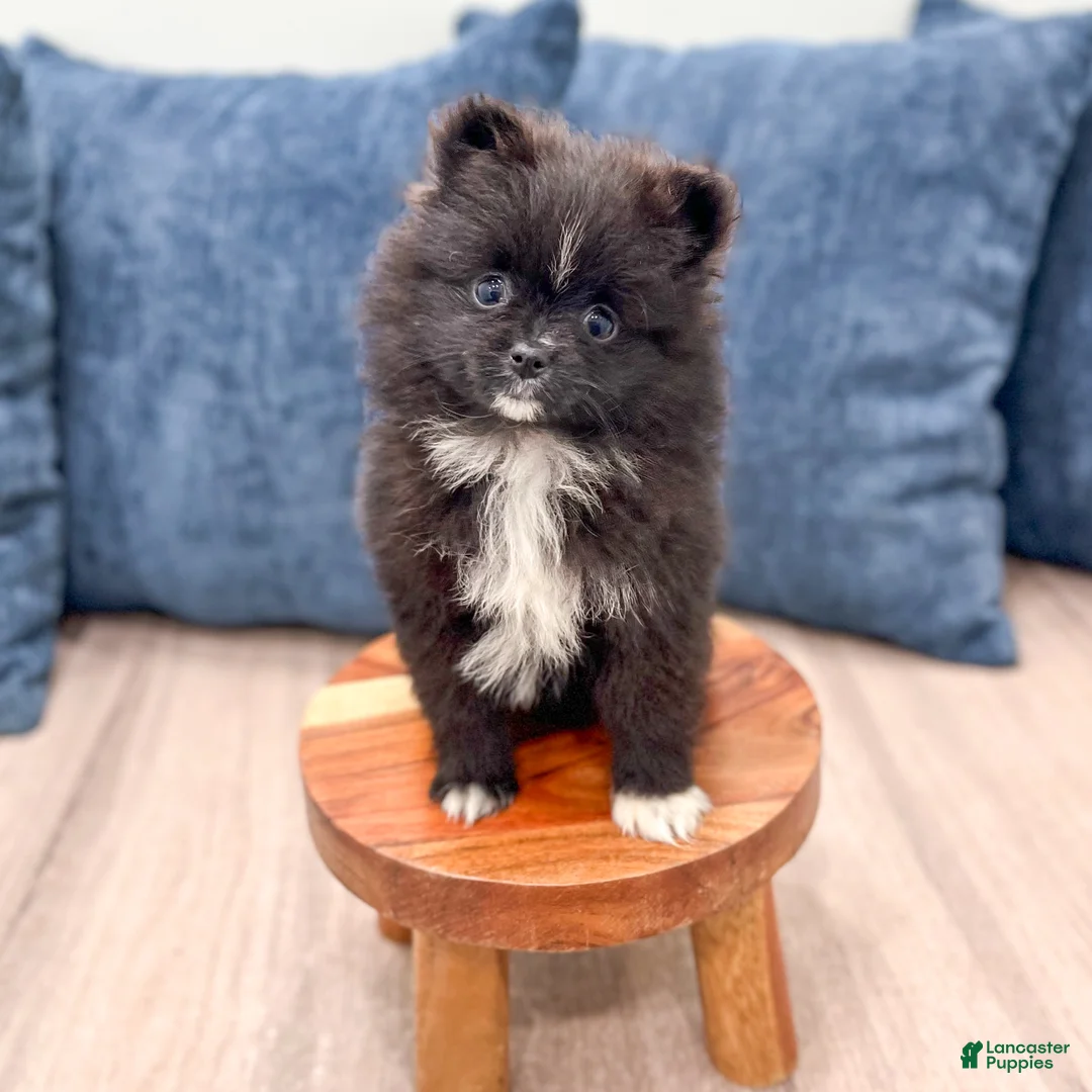 Pomeranian dogs for sale: Shadow - Ad 2