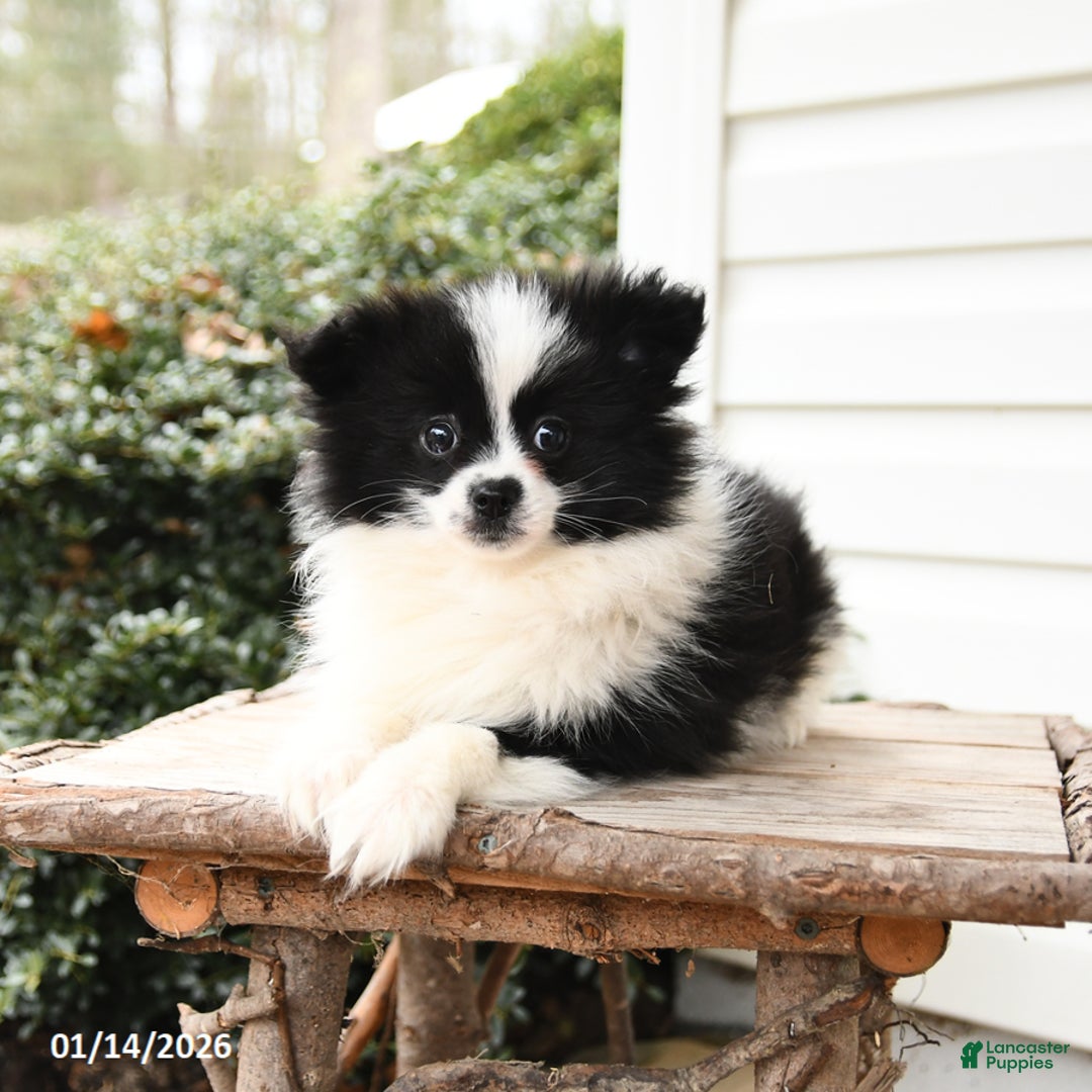 Pomeranian dogs for sale: Joy - Ad 3