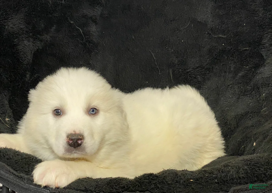 Great Pyrenees dogs for sale: Gloria - Ad 5