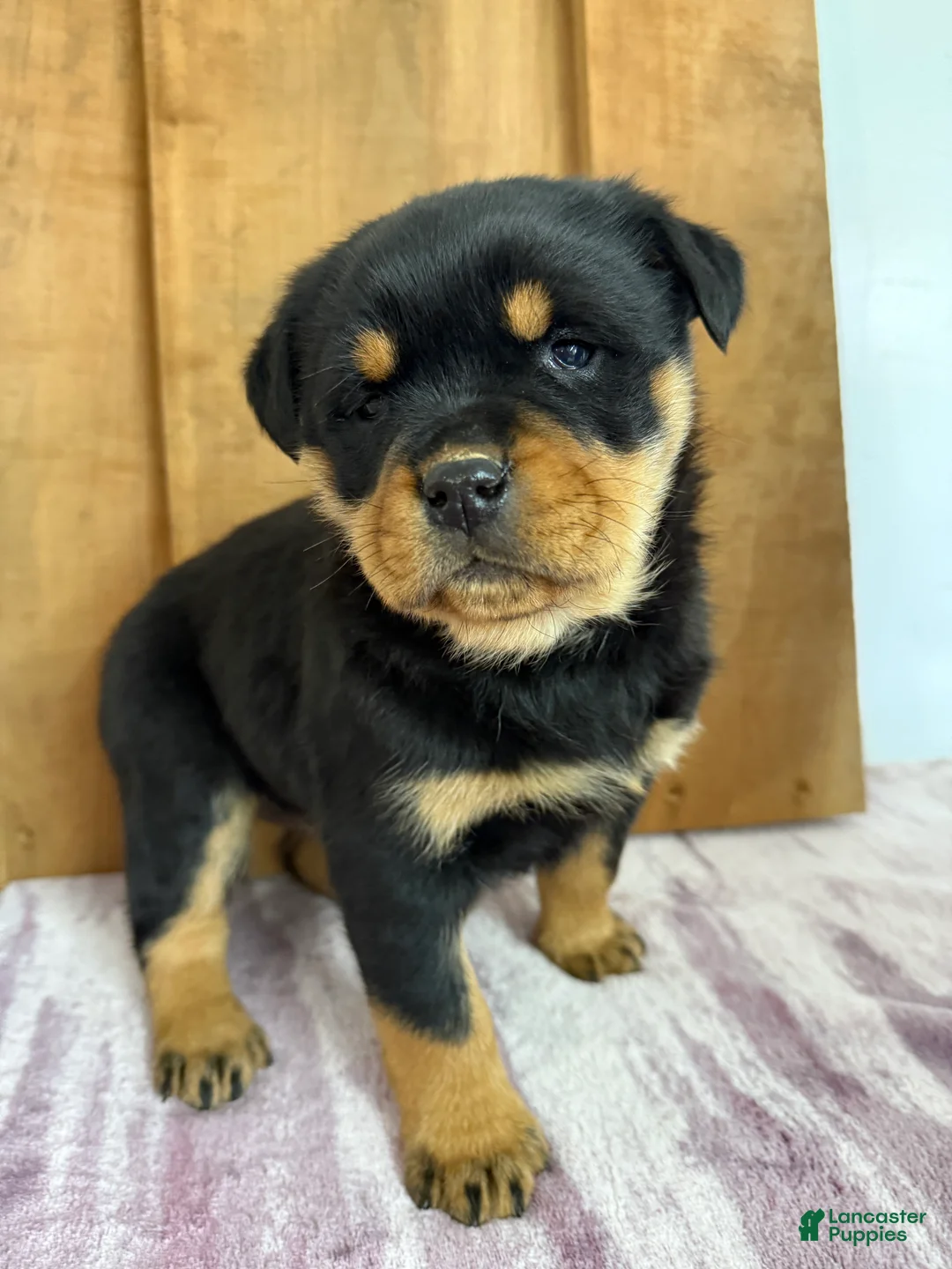Rottweiler dogs for sale: London - Ad 2