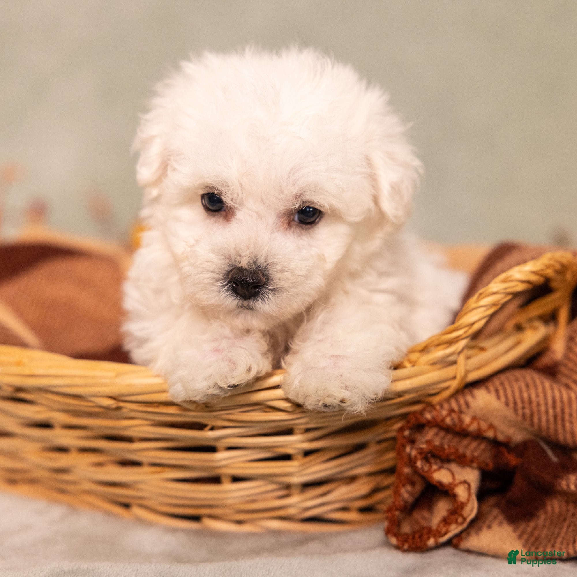 Bichon Frise dogs for sale: Quintin - Ad 2