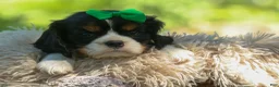 Cavalier King Charles Spaniel dogs for sale: Maxwell 🐾🐶 - Ad 18