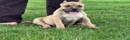 American Bully dogs for sale: Flora - Ad 4