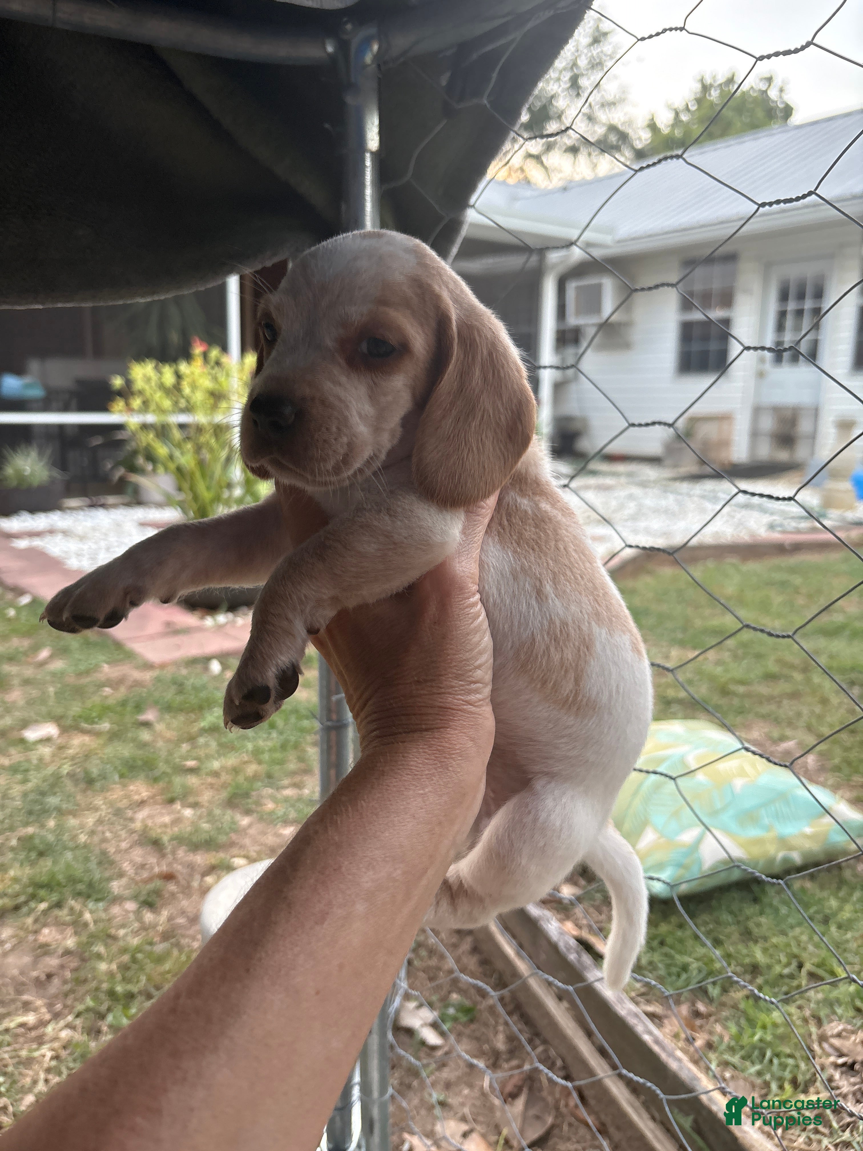 Beagle dogs Beagle 2 - Ad 4