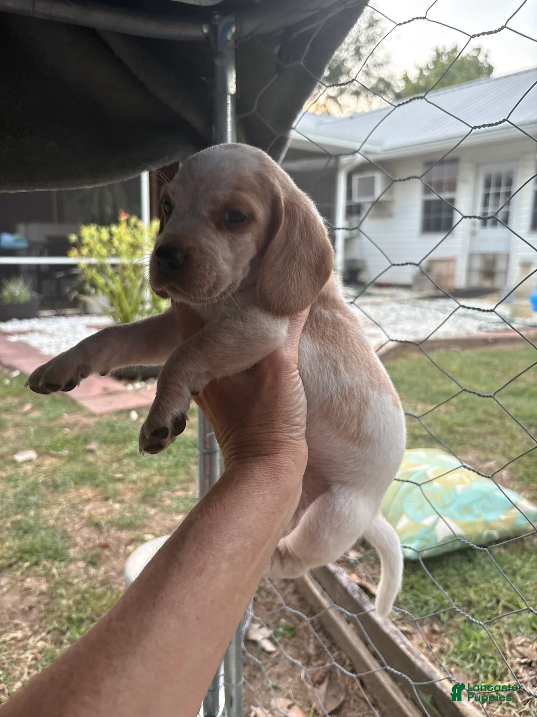Beagle dogs for sale: Beagle 2 - Ad 1