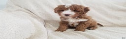 Mini Goldendoodle dogs for sale: Mini Goldendoodle Puppy 2 - Ad 11