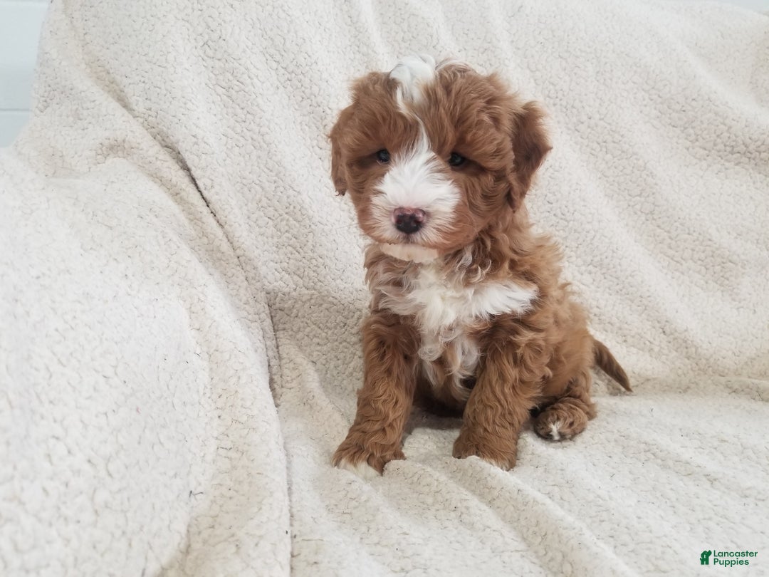 Mini Goldendoodle dogs for sale: Mini Goldendoodle Puppy 2 - Ad 11