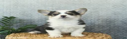 Welsh Corgi Pembroke dogs for sale: Princess  - Ad 3