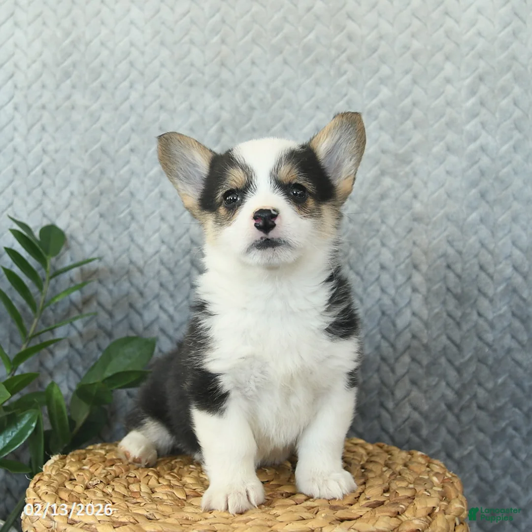 Welsh Corgi Pembroke dogs for sale: Princess  - Ad 3
