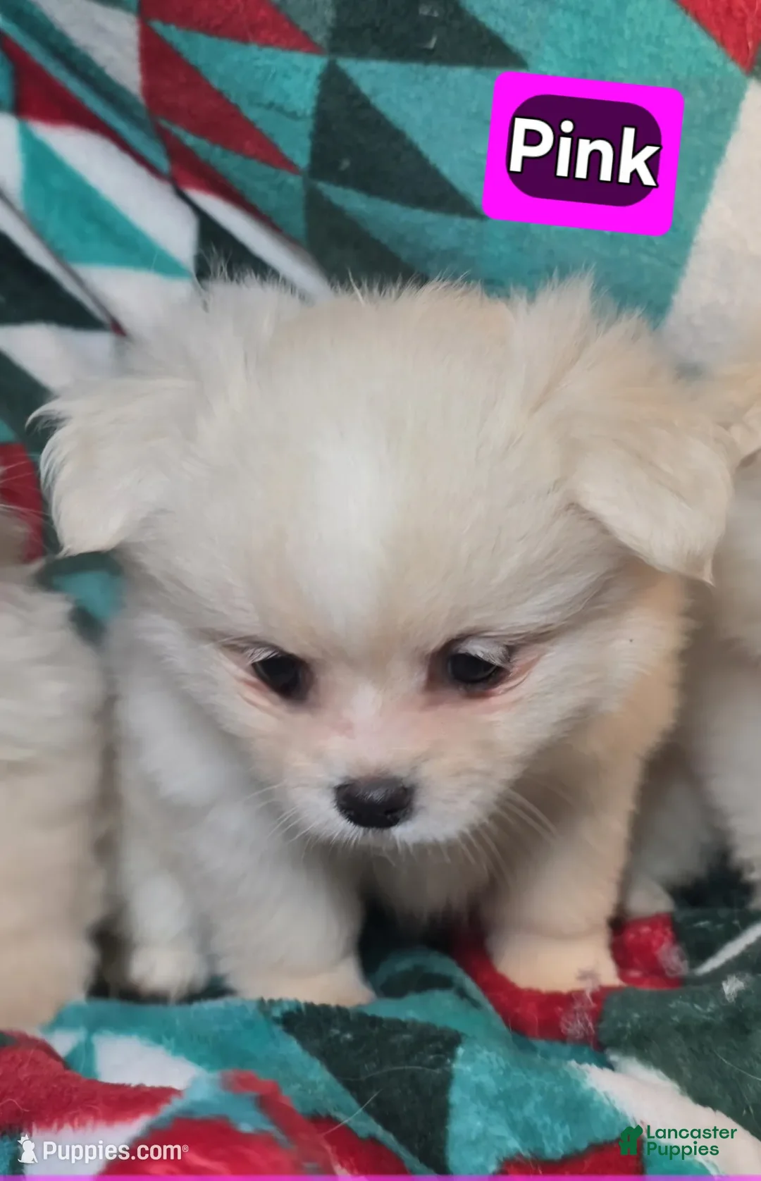 Mixed Breed dogs for sale: Daisie (Pom + Peke) - Ad 2