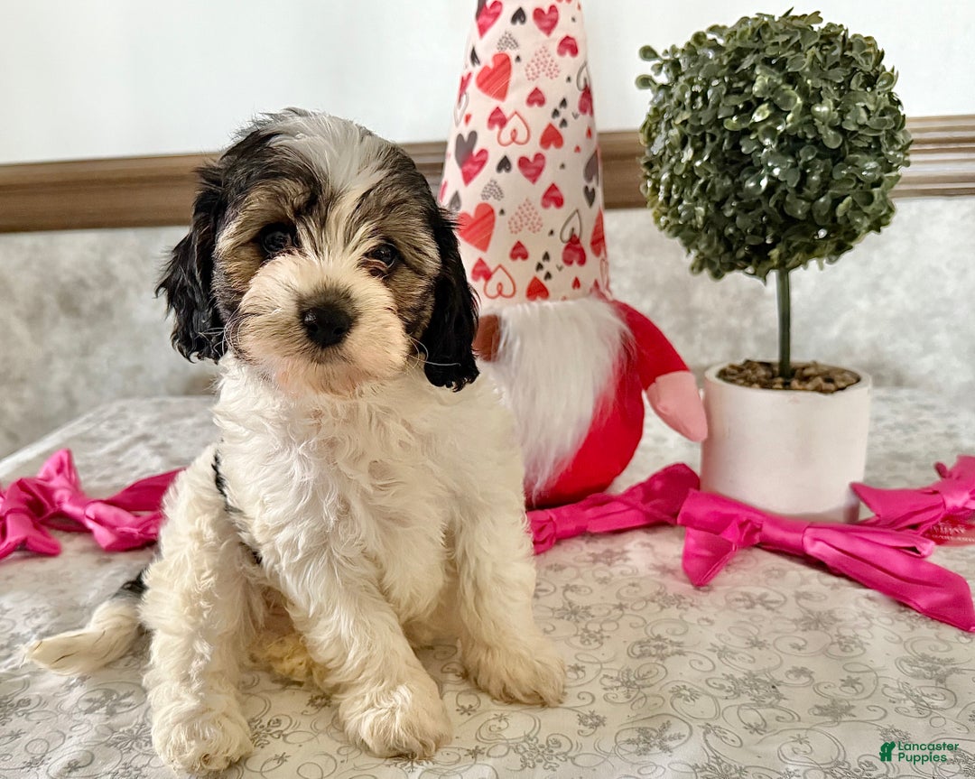 Cavapoo dogs for sale: Challenger  - Ad 1