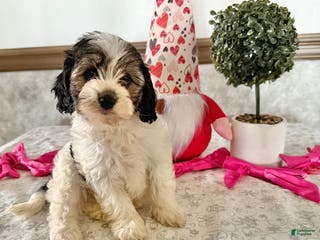 Cavapoo dogs Challenger - Ad 37