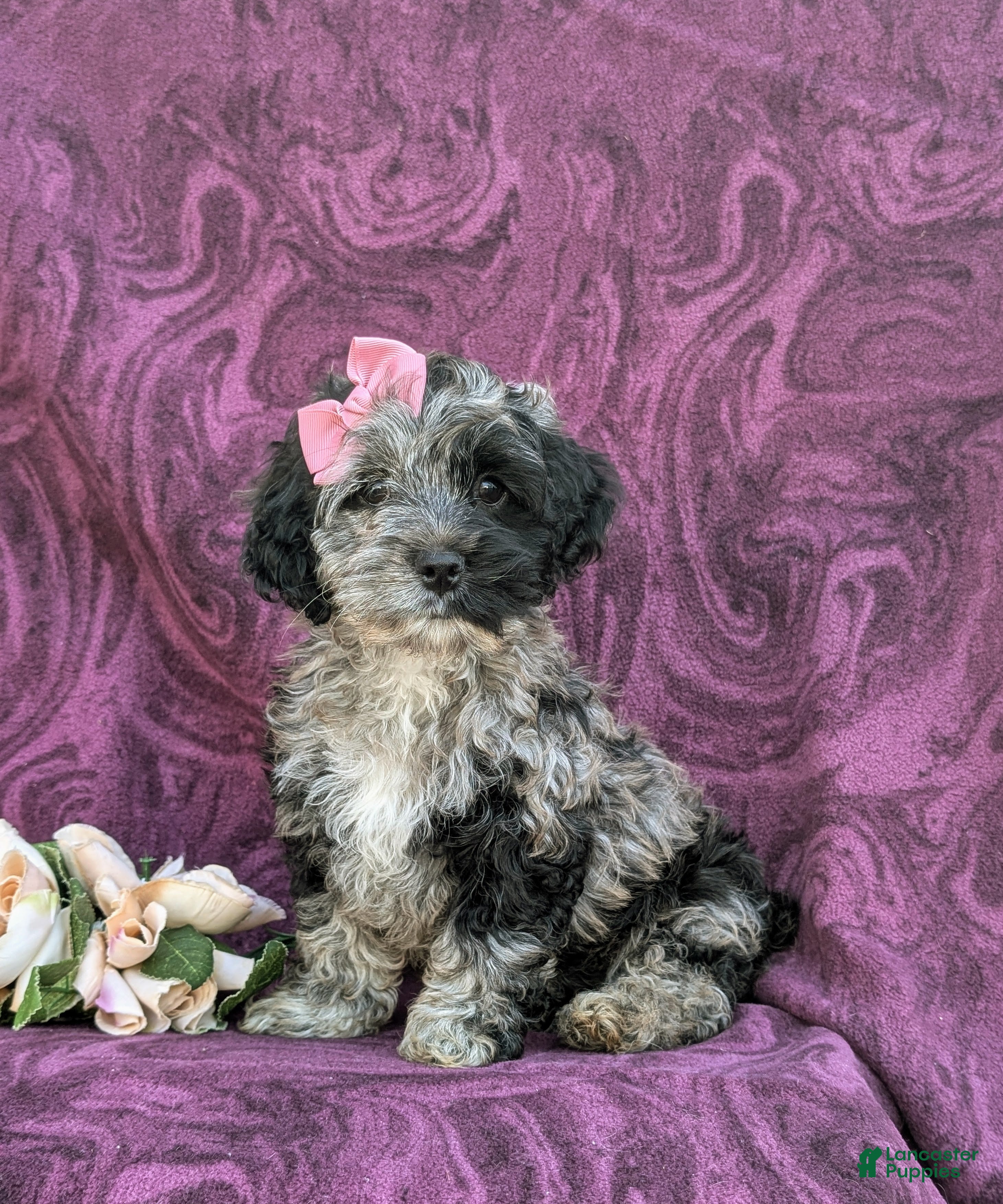 Cockapoo dogs Kendra - Ad 1