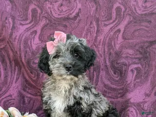 Cockapoo dogs for sale: Kendra - Ad 2