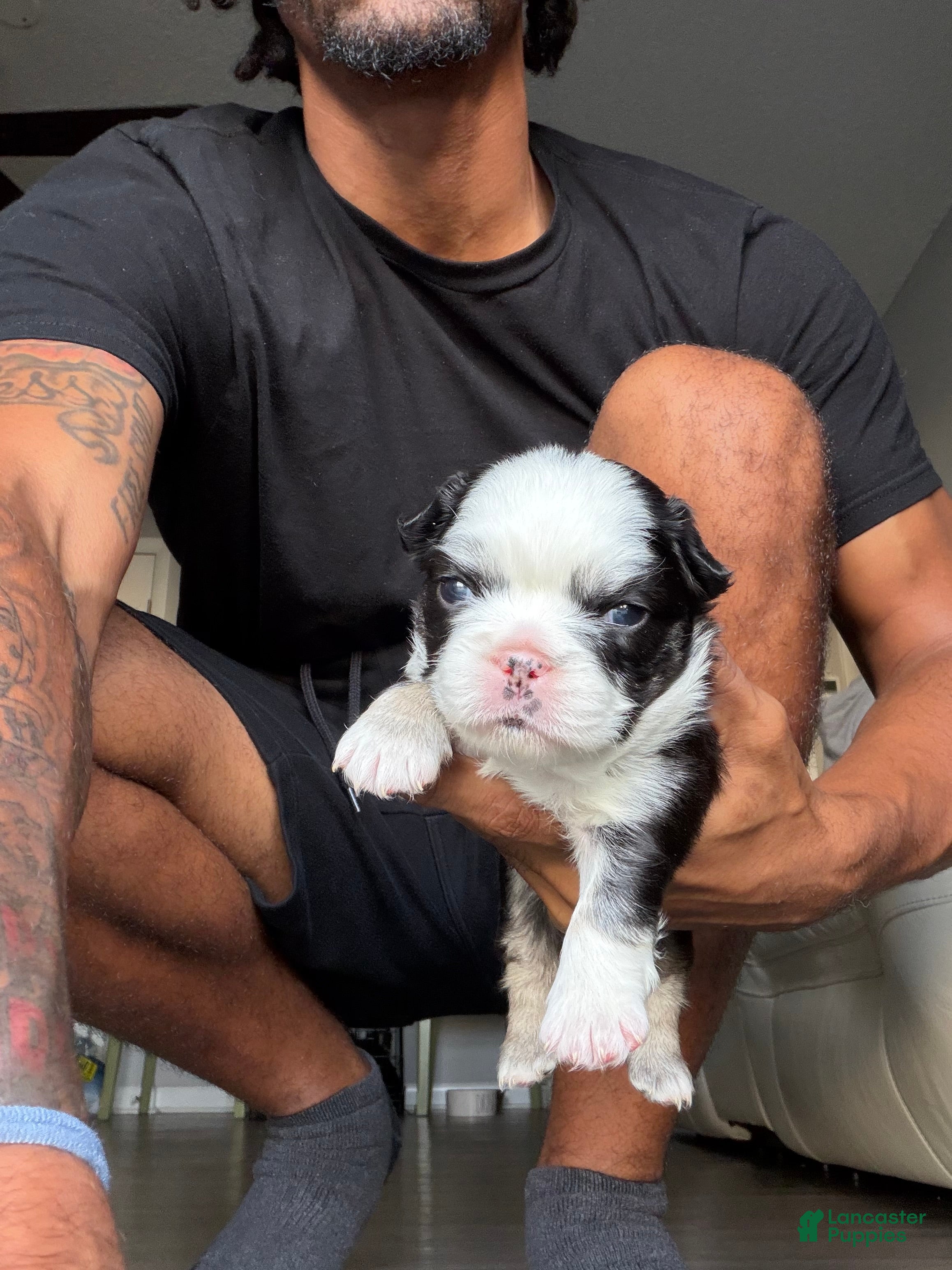 French Bulldog dogs Blu - Ad 1